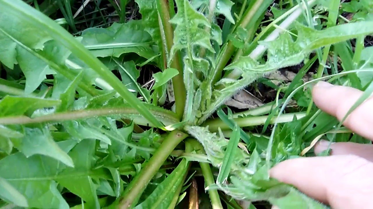 Riconoscere la Radicchiella (Crepis Vesicaria) le proprietà e come cucinarla.
