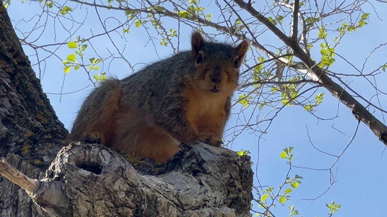 Wildlife ASMR [4K] - Michigan Animals - Ann Arbor Nature - April 2025 Edition