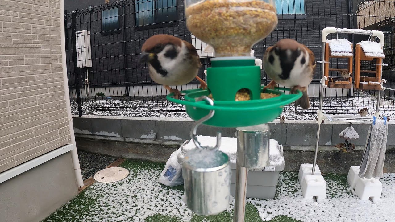2026/02/08 Sparrow's breakfast