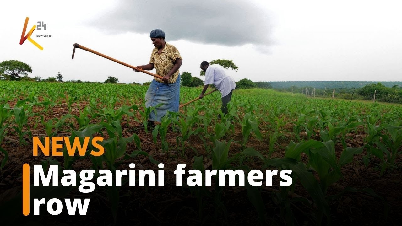 Conflict between residents of Magarini and pastoralists grazing in their farms