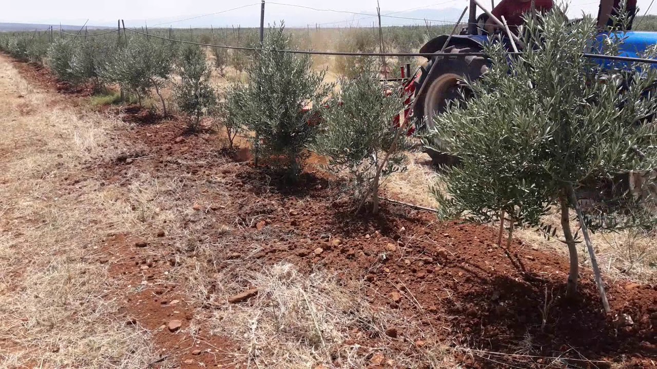 Duyargali dik freze ispanyol ... turkiyenin en büyük zeytin bahçesi