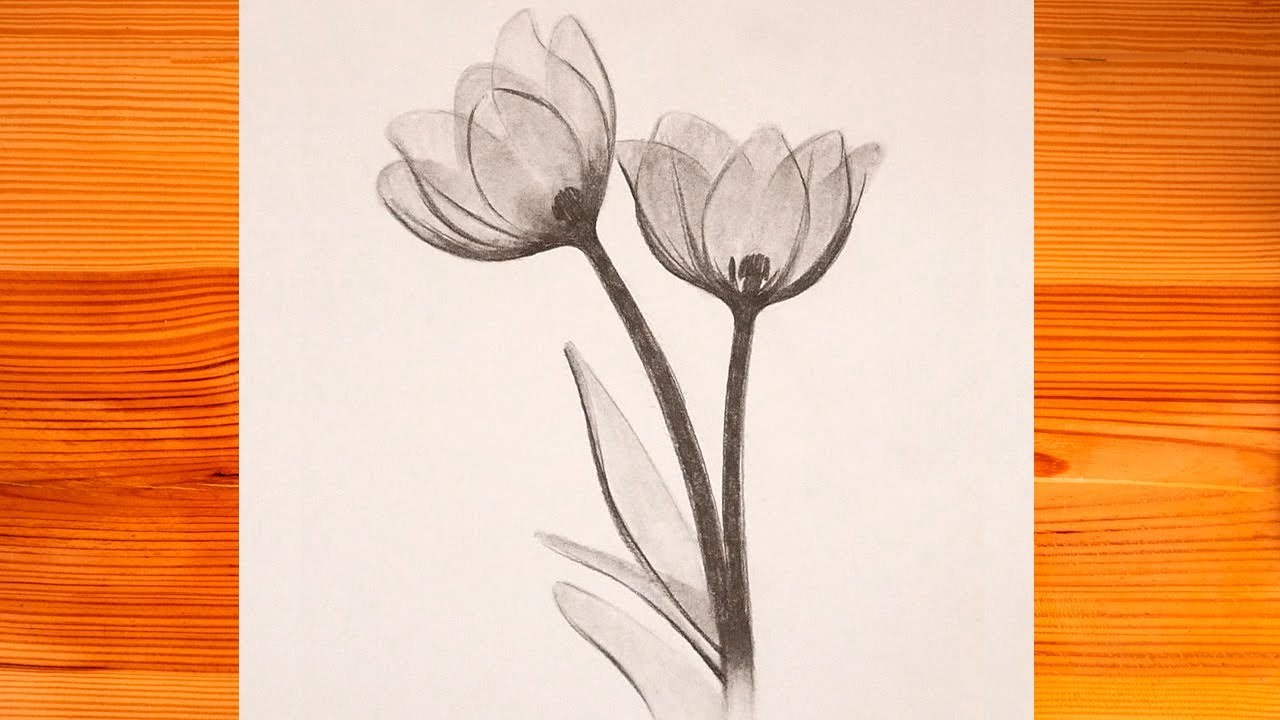 Como Dibujar Flores Translucidas | Dibujo a Lapiz