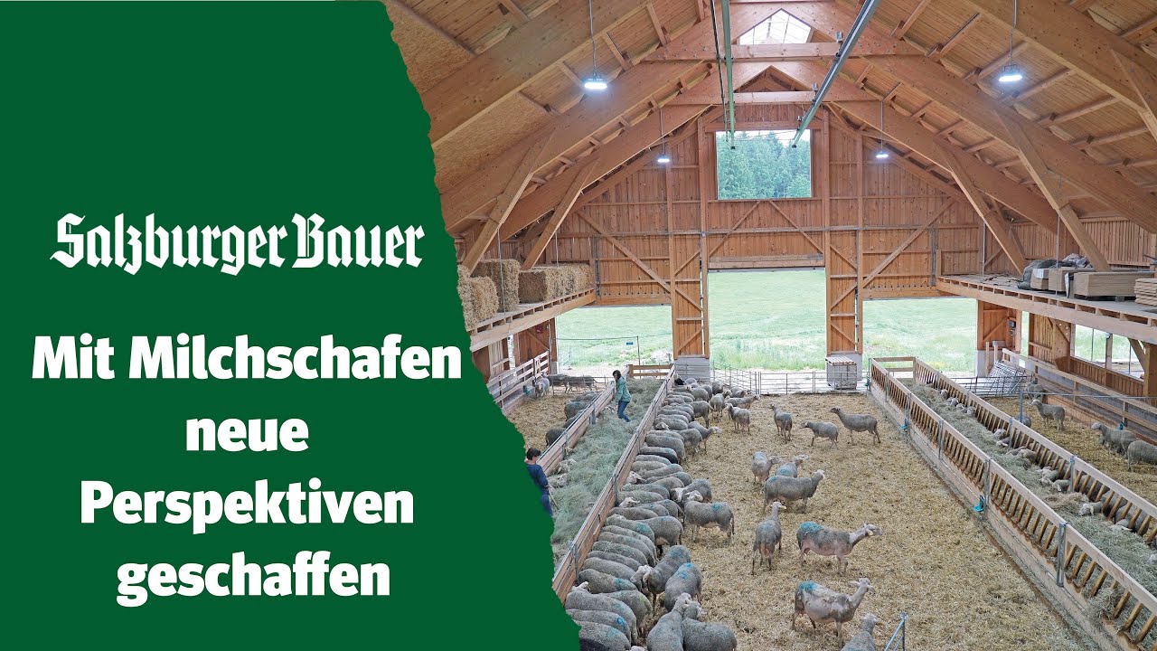 Von vier auf zwei Zitzen umgesattelt - neuer Schafmilchstall beim Riederbauer in Lamprechtshausen