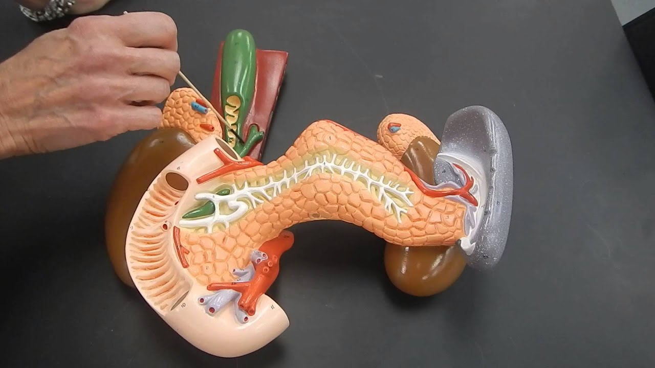 Basic anatomy of the pancreas, duodenum, gall bladder