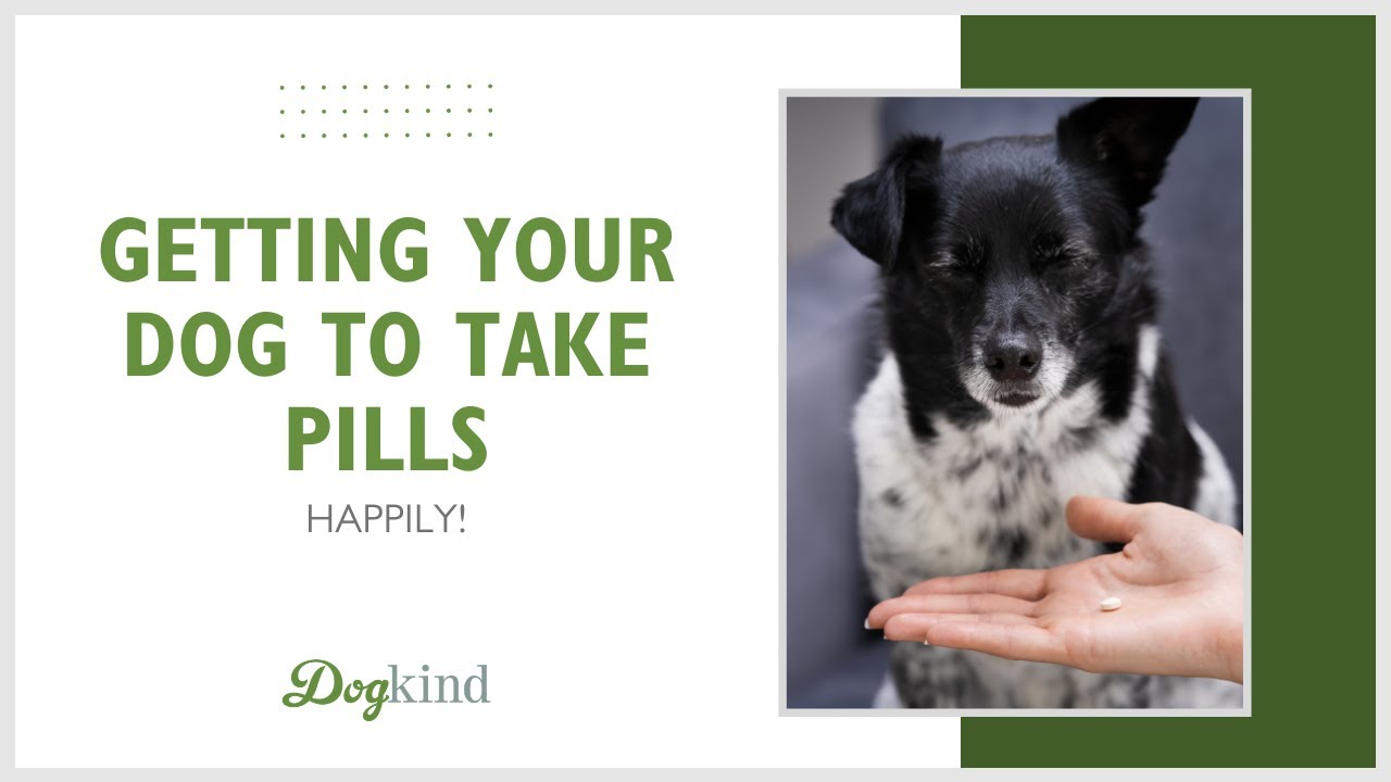 Getting your dog to take pills