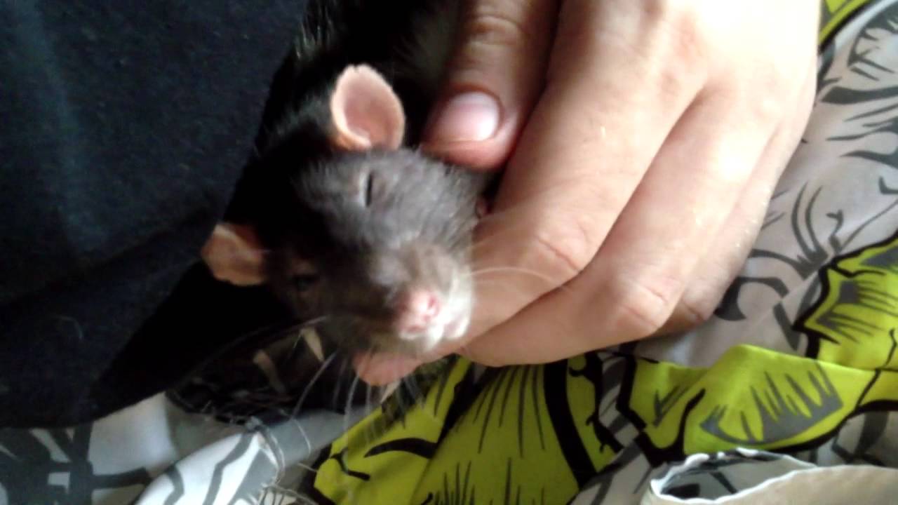 Verschmuste Ratte