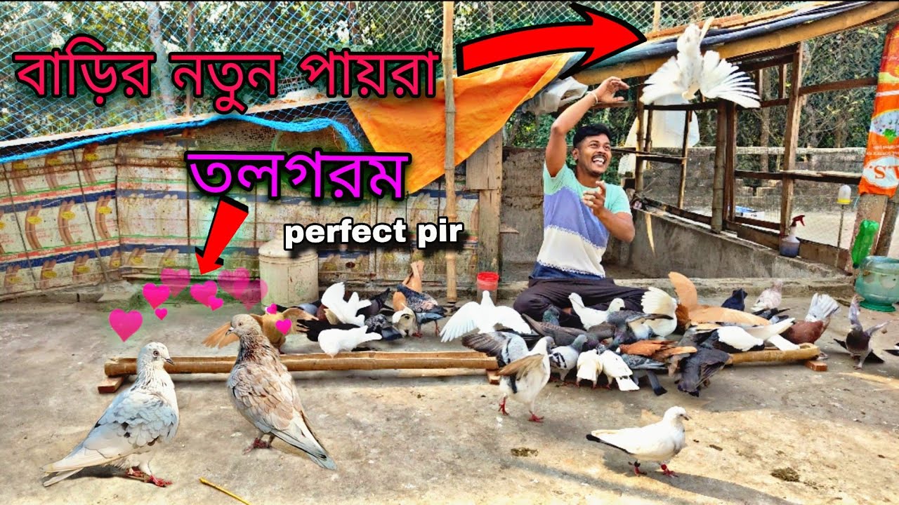 নতুন কবুতর আনলাম তাও আবার তলগরম😃#myworld #petsvlog 