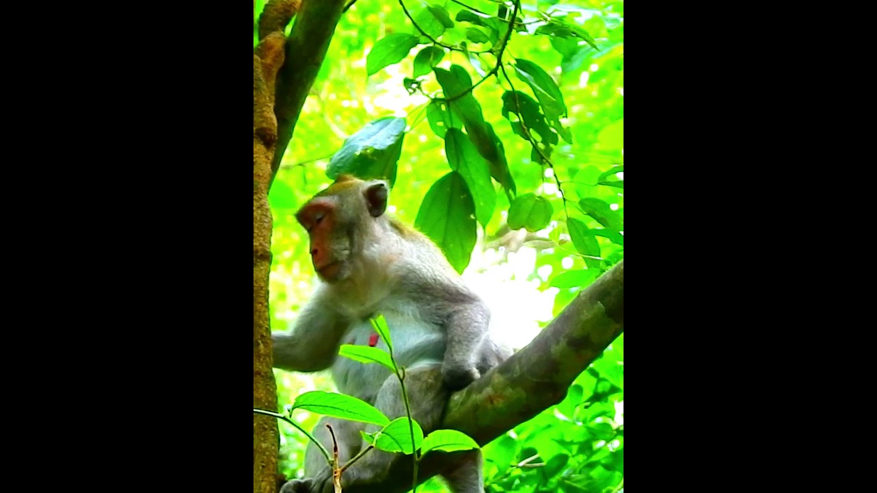 Pity Monkey's Wildlife 329
