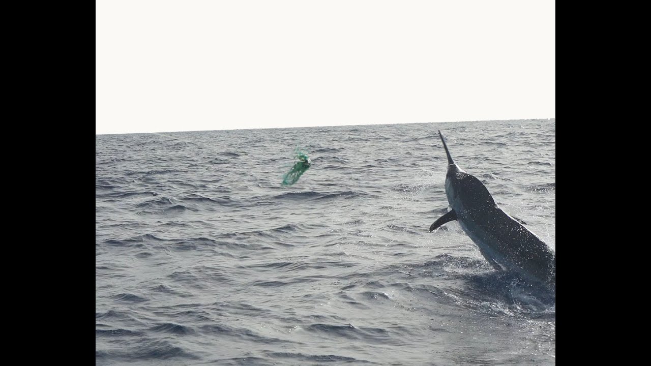 May Blue Marlin in Cape Verde