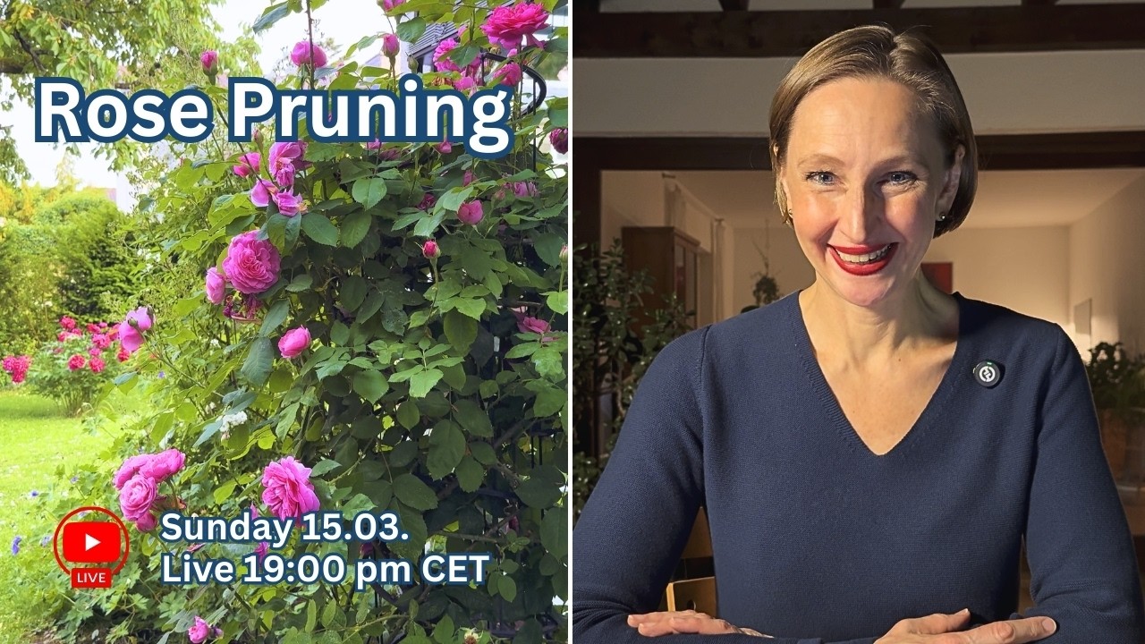 Let’s Talk Roses! | Pruning Roses – Your Questions Answered🌹