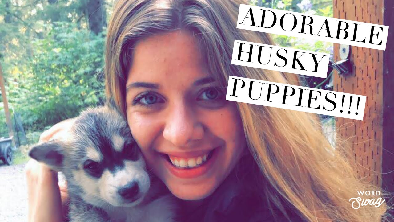 Visiting Ididaride Sled Dog Tours - Seward, Alaska