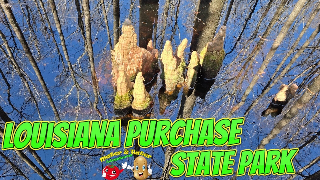 Walking Through a 200-Year-Old Swamp 🌿