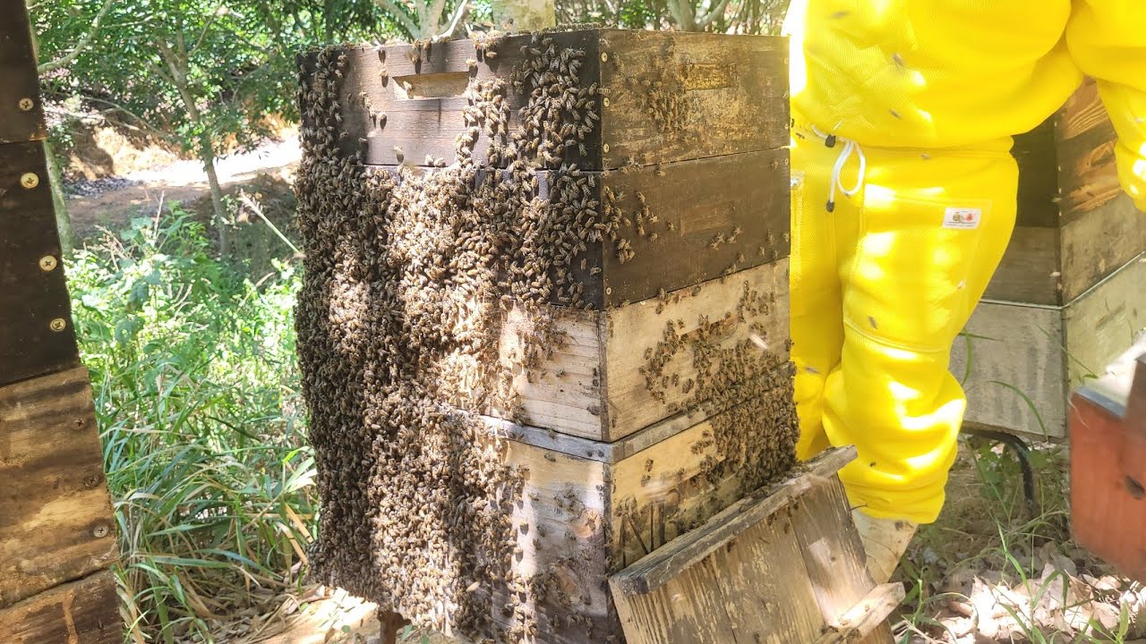 Revisão das MELGUEIRAS PRODUÇÃO DE MEL🐝🍯