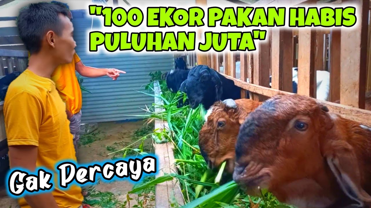 PAKAN FULL HIJAUAN ‼️ CUKUP MUDAH PAKAN KAMBING PE KALIGESING DIKANDANG KAMI