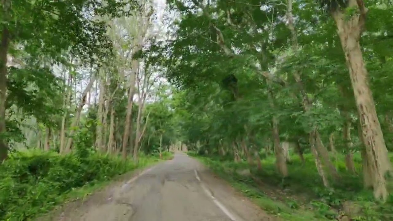 Assam  vibes, Beautiful village forest