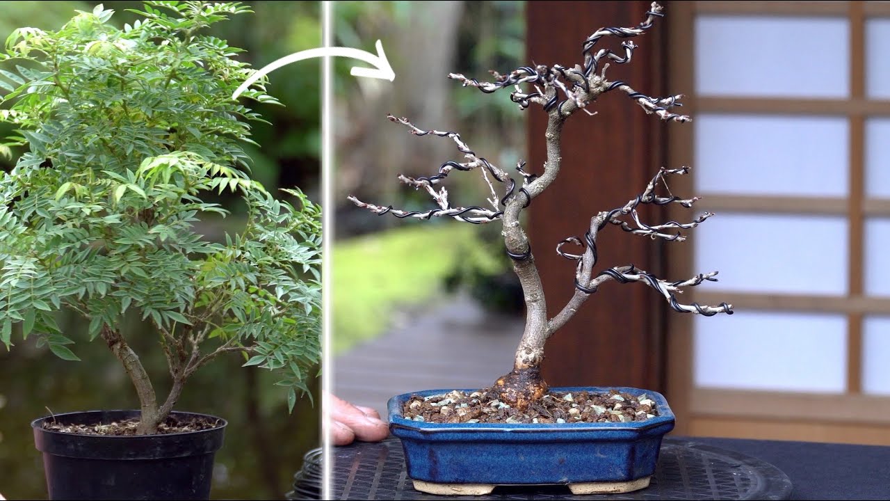 Millettia japonica 'Hime Fuji' bonsai creation DIY