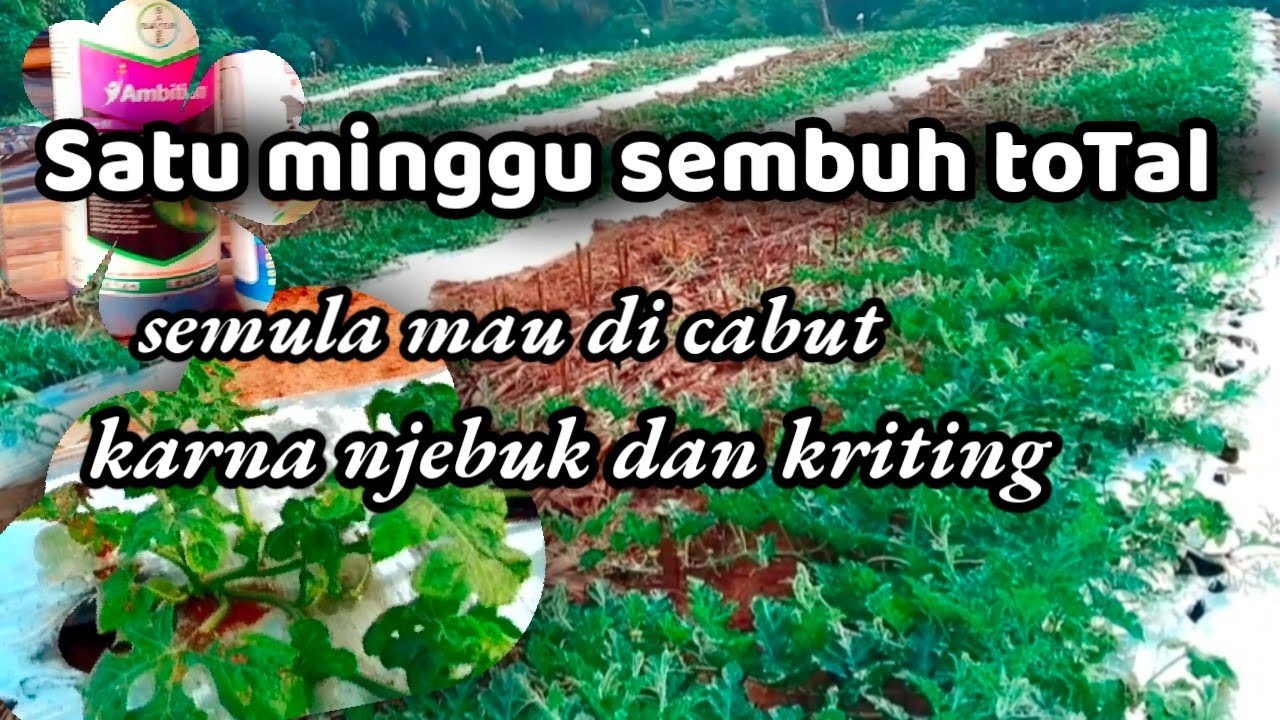 full cara menyembuhkan semangka yang keriting njebuk & daun pangkal menguning versi@aiya tv