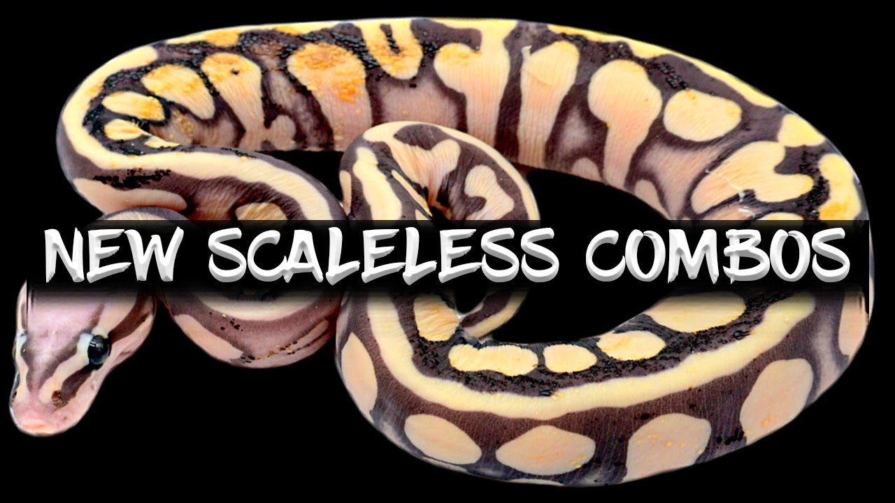 Amazing New Scaleless Ball Python Combinations!