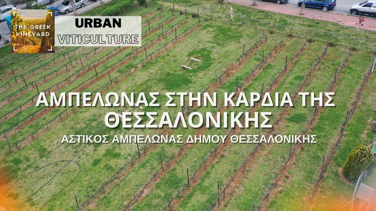 Ένας #Αμπελώνας Στην Καρδιά Της #Θεσσαλονίκης | #Αστικός_Αμπελώνας Δήμου Θεσσαλονίκης