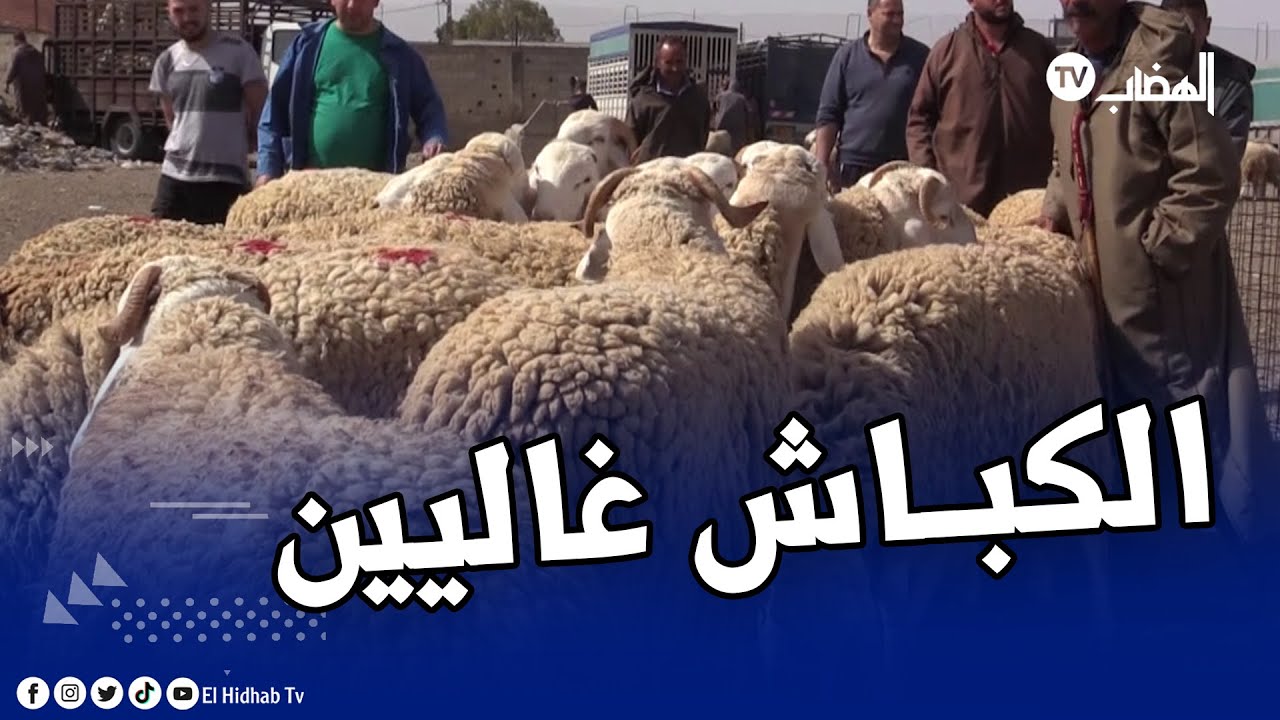 أسعار الكباش من سوق المواشي بسطيف شاهد