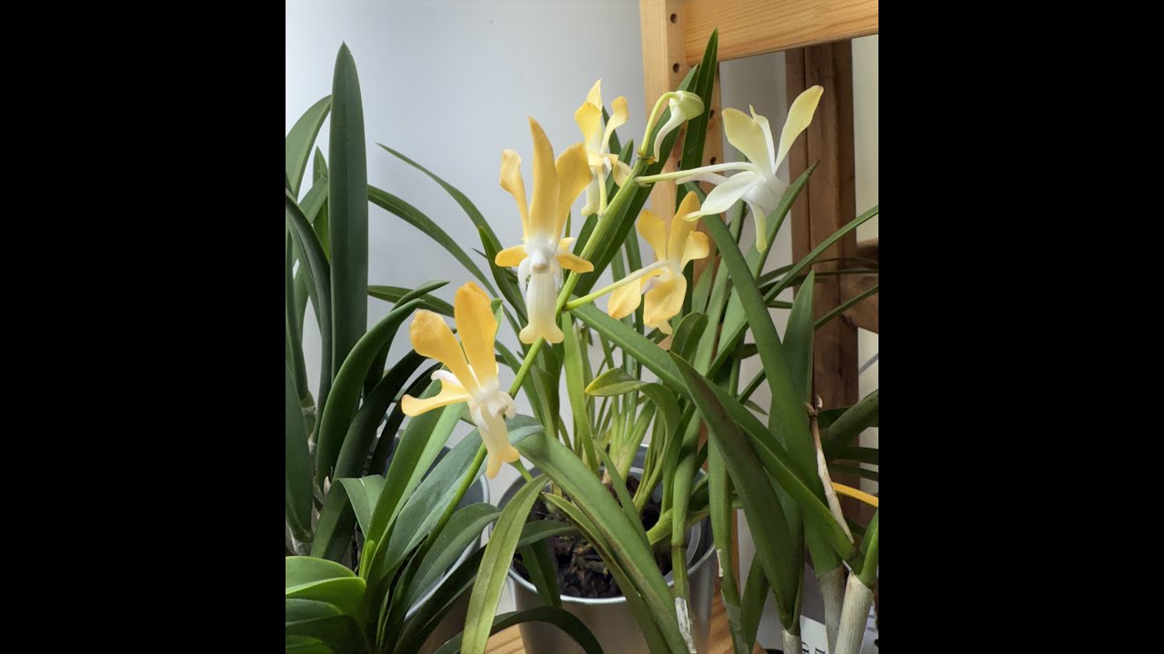 Vanda/Neofinetia falcata x Vanda denisoniana: orchid care and bloom