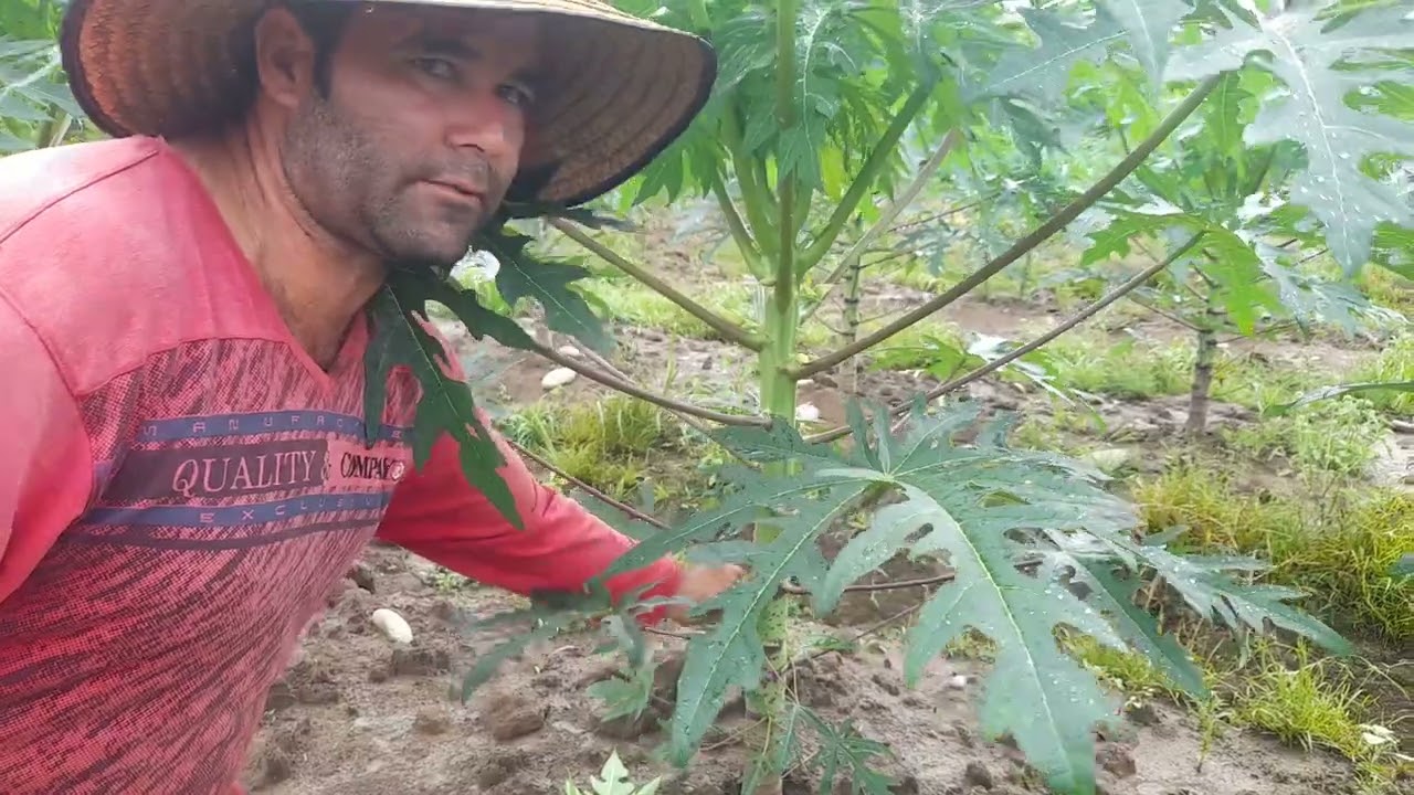Deschuponando papaya.
