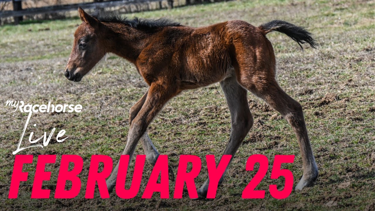MyRacehorse Live, February 25th