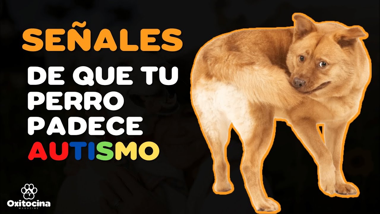 CÓMO SABER SI TU PERRO PADECE DE AUTISMO