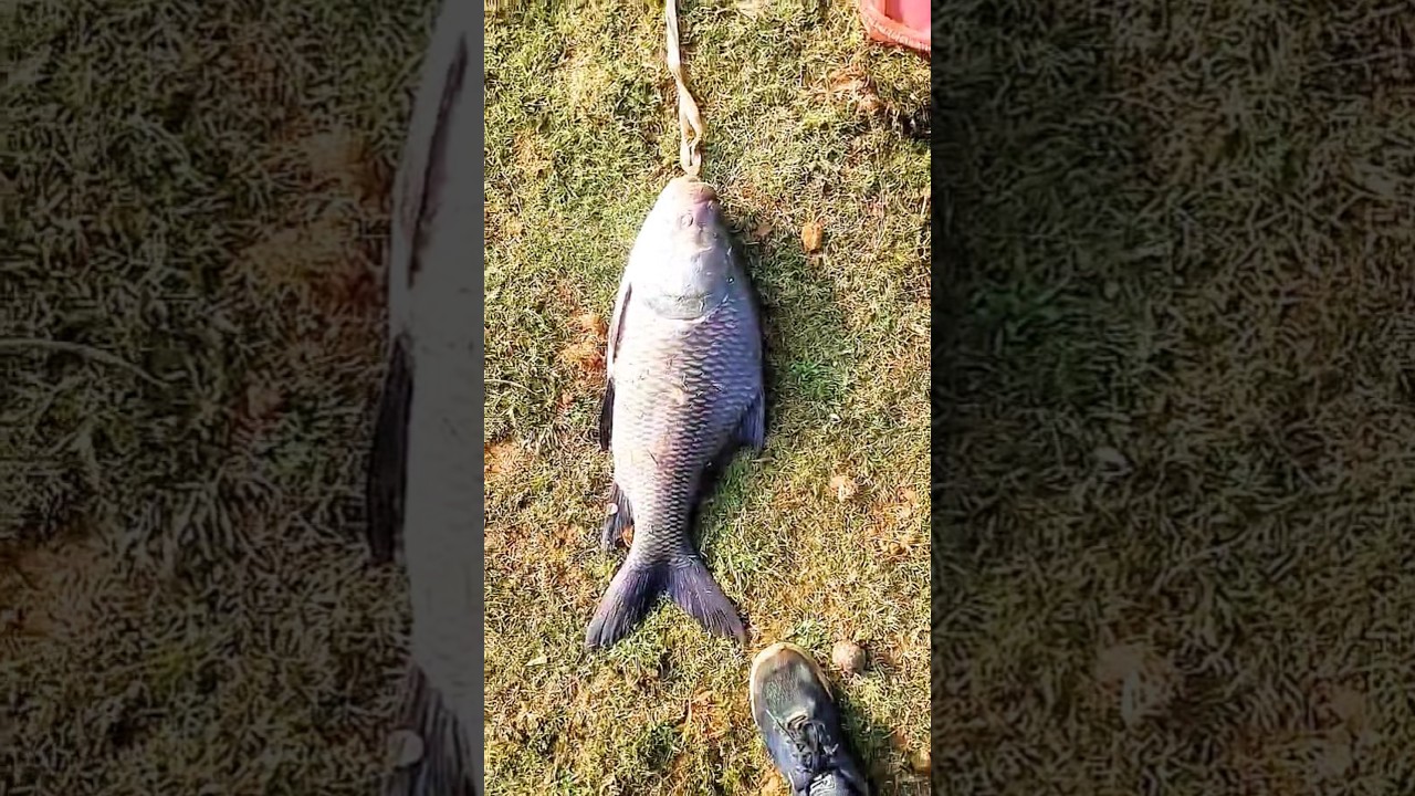 amazing net fishing fish catching hindi video 