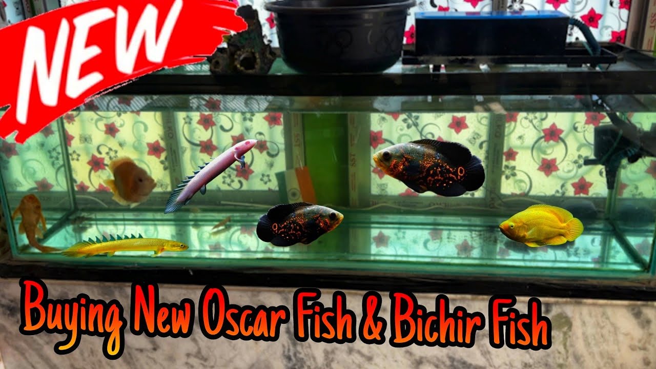 Buying Oscar and Bichir Fish for My Aquarium Setup | Big Fish Tank Update