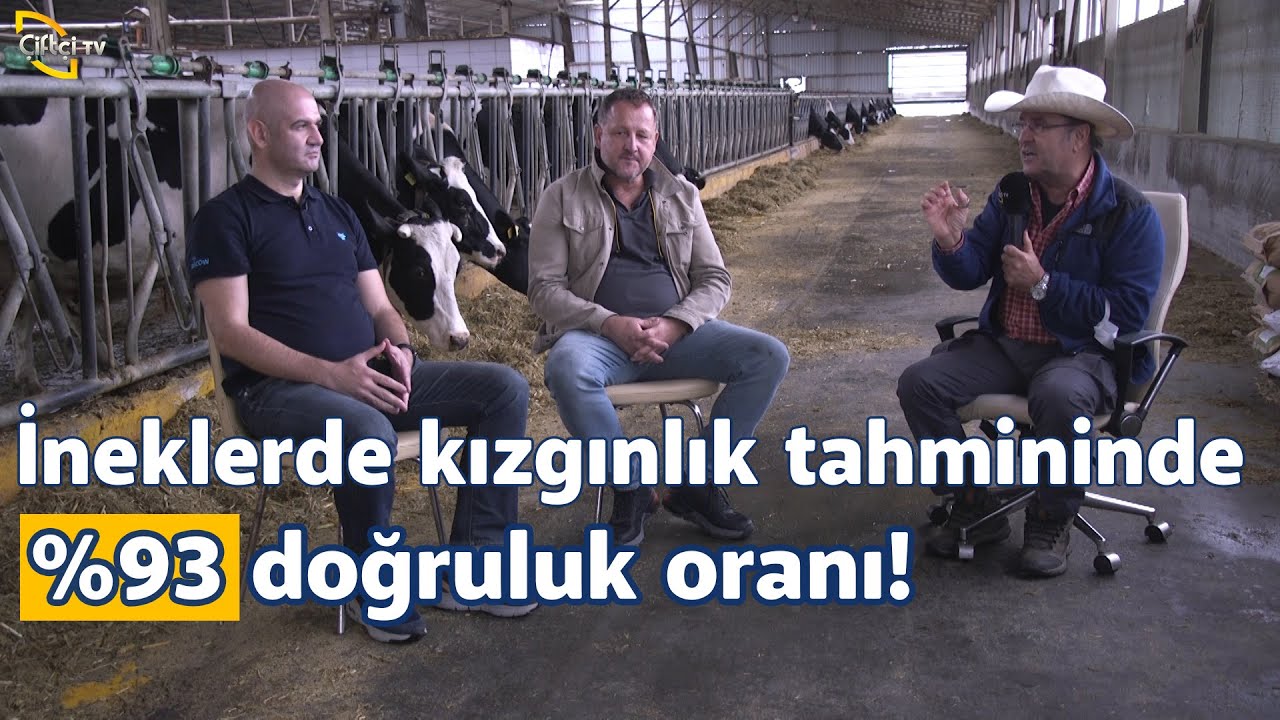 İneklerde Kızgınlık Tahmininde %93 Doğruluk Oranı! - Büyükbaş Dünyası