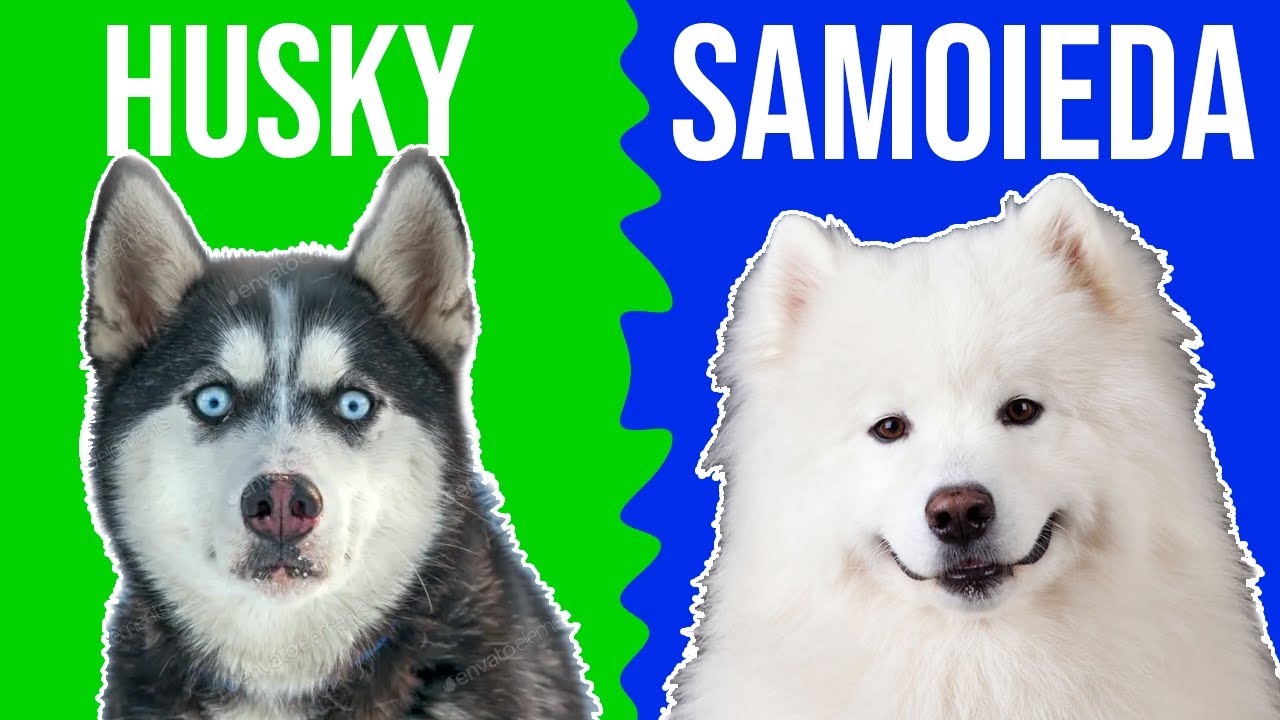 Husky ou Samoieda? Quem venceria uma batalha?