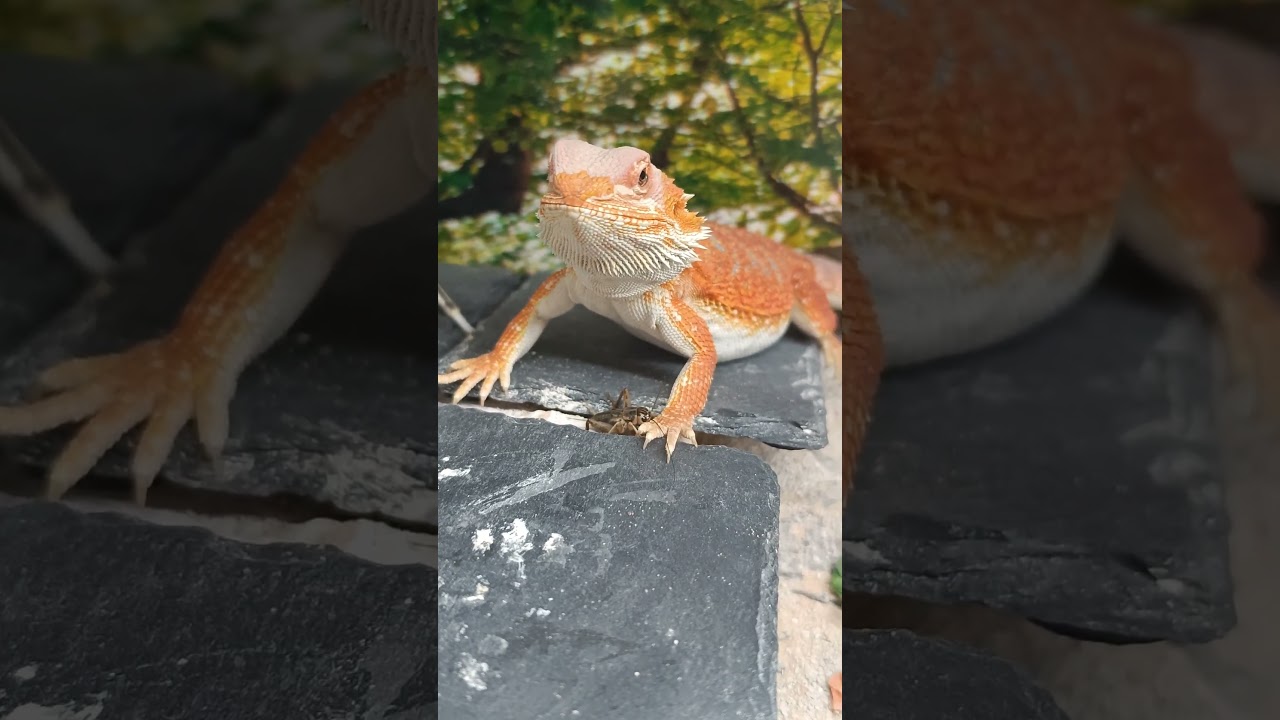 #dragon