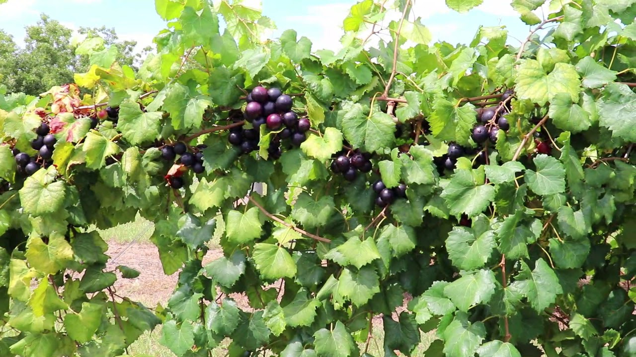 Lane Muscadine