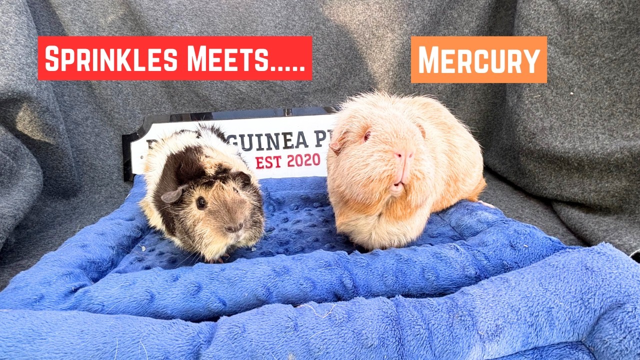 Sprinkles Meets Mercury ! 🐹💫Success....almost..!