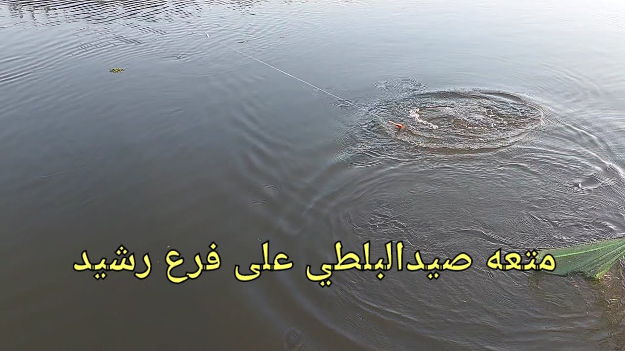 متعه صيد البلطي على فرع رشيد بالريم