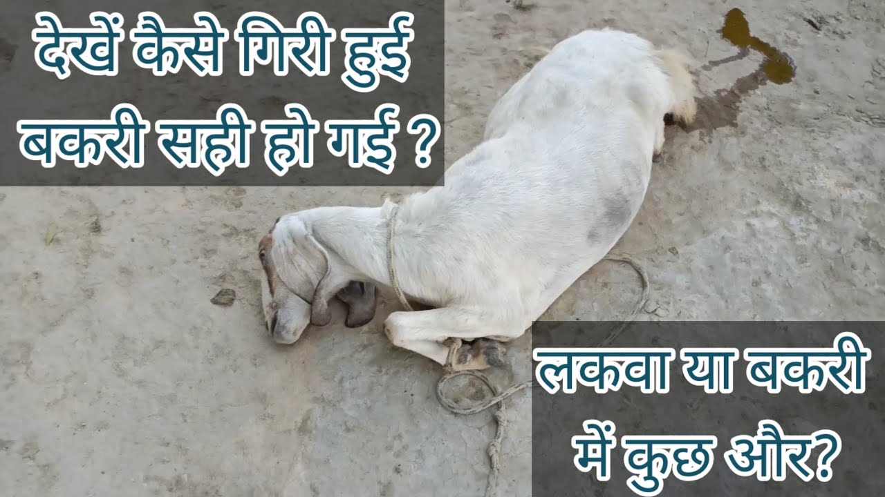 कितनी गंभीर रूप से बीमार बकरी सही हो गई | paralysis in goat #paralysis #goat  @Dr. Alok Vet Club