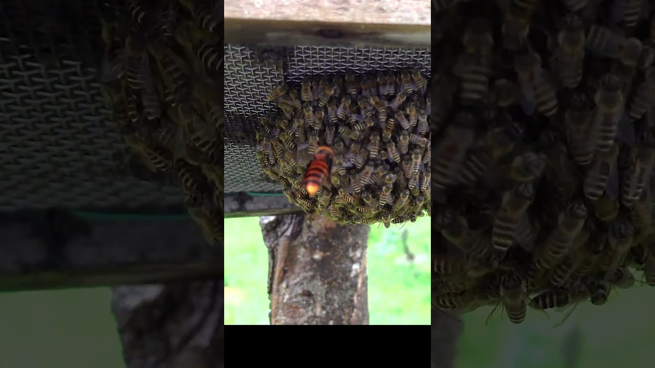 Giant Hornet Attack on Japanese Honeybees: A Desperate Defense