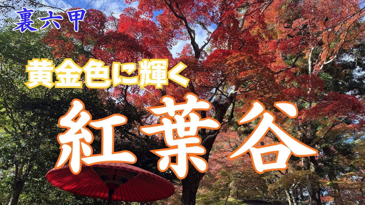 【裏六甲・紅葉谷　登山】有馬温泉を出発し、紅葉真っ盛りの紅葉谷を歩いてきました。