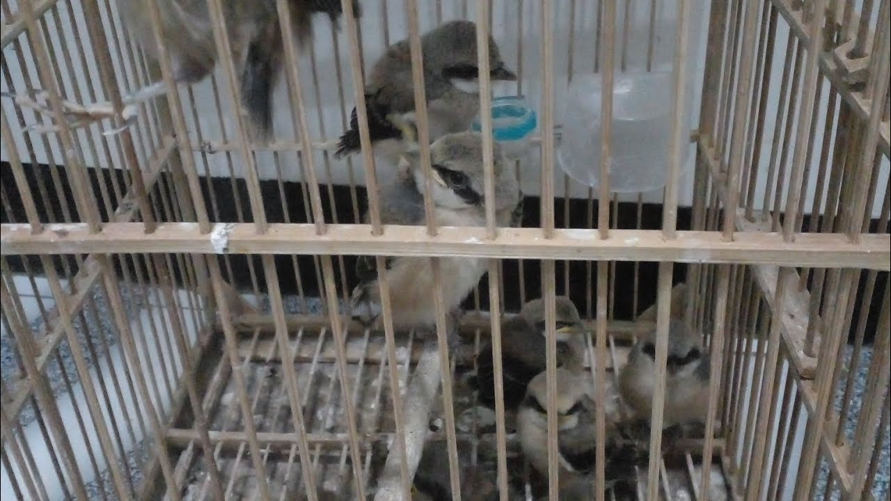 SPIL CENDET JEMBER AWAL MUSIM 