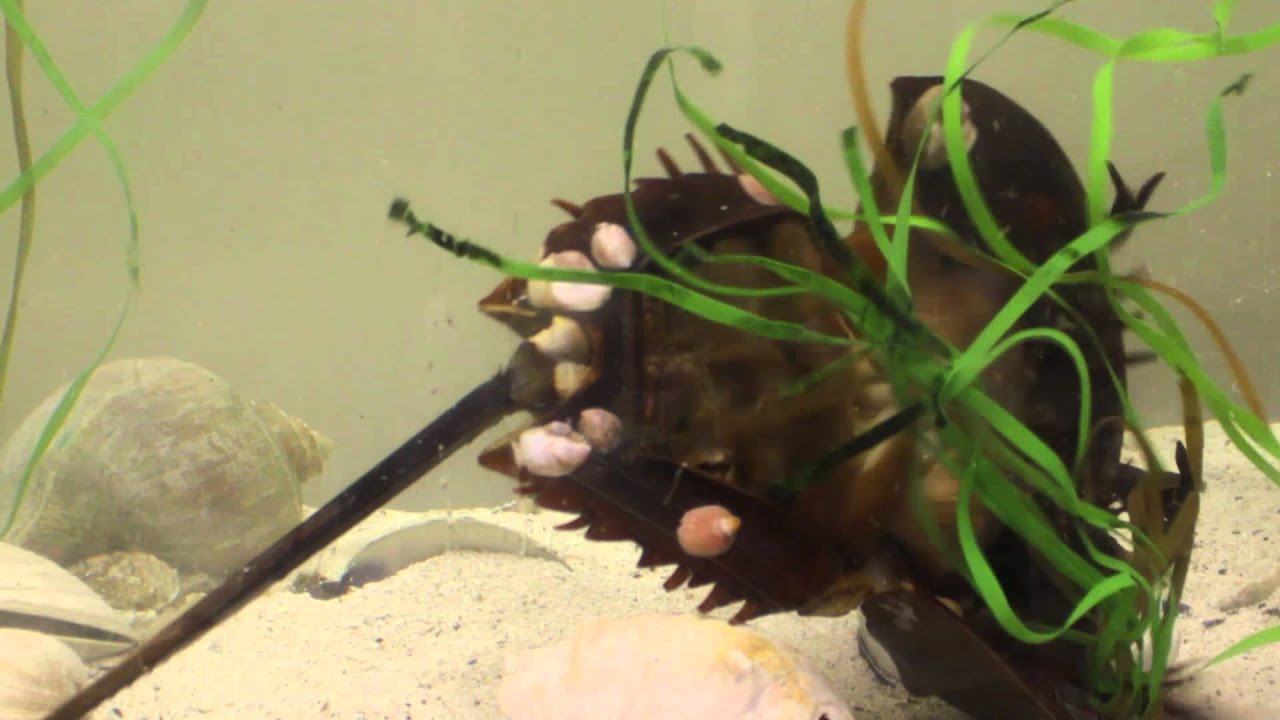 Horseshoe Crabs: Living Fossils