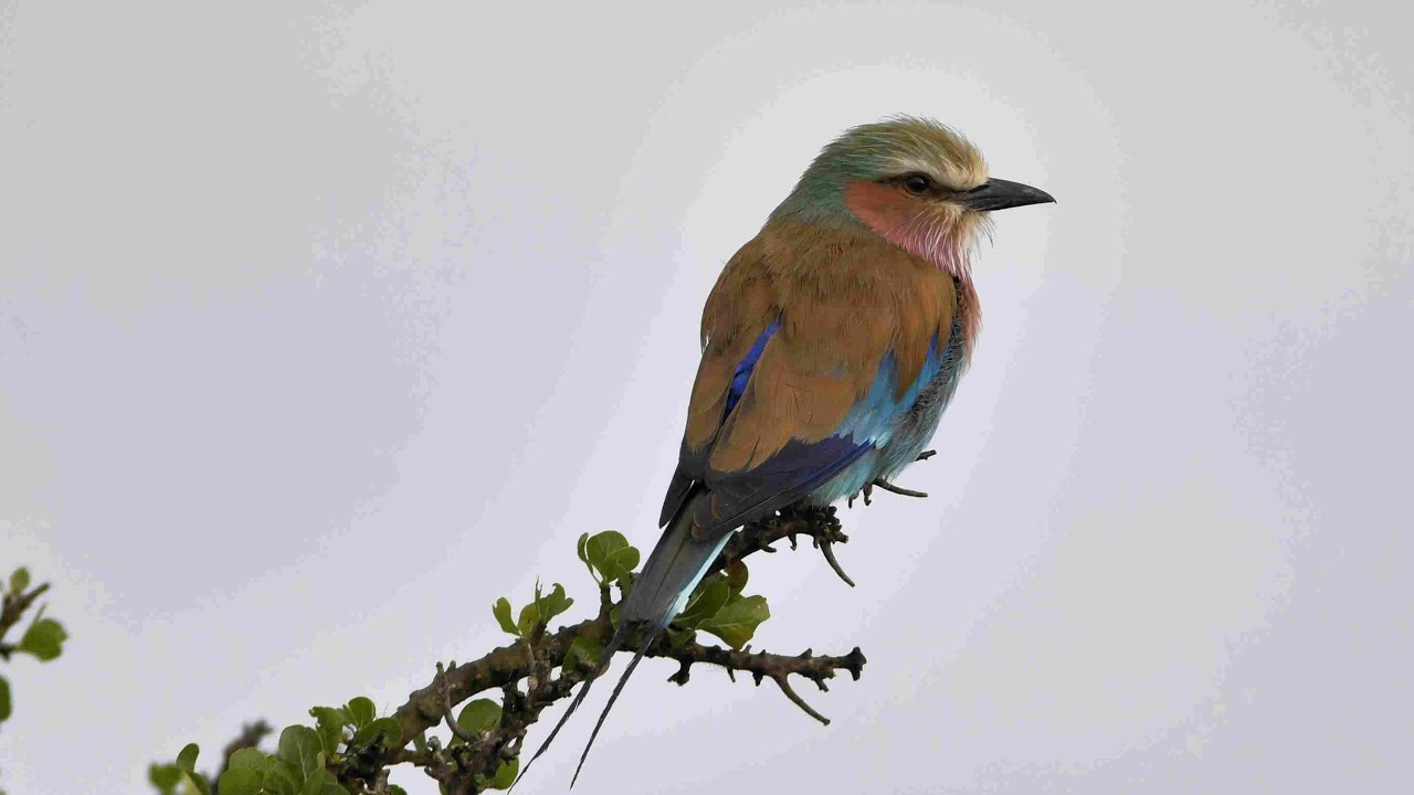 Birding in Kenya - Maasai Mara National Reserve