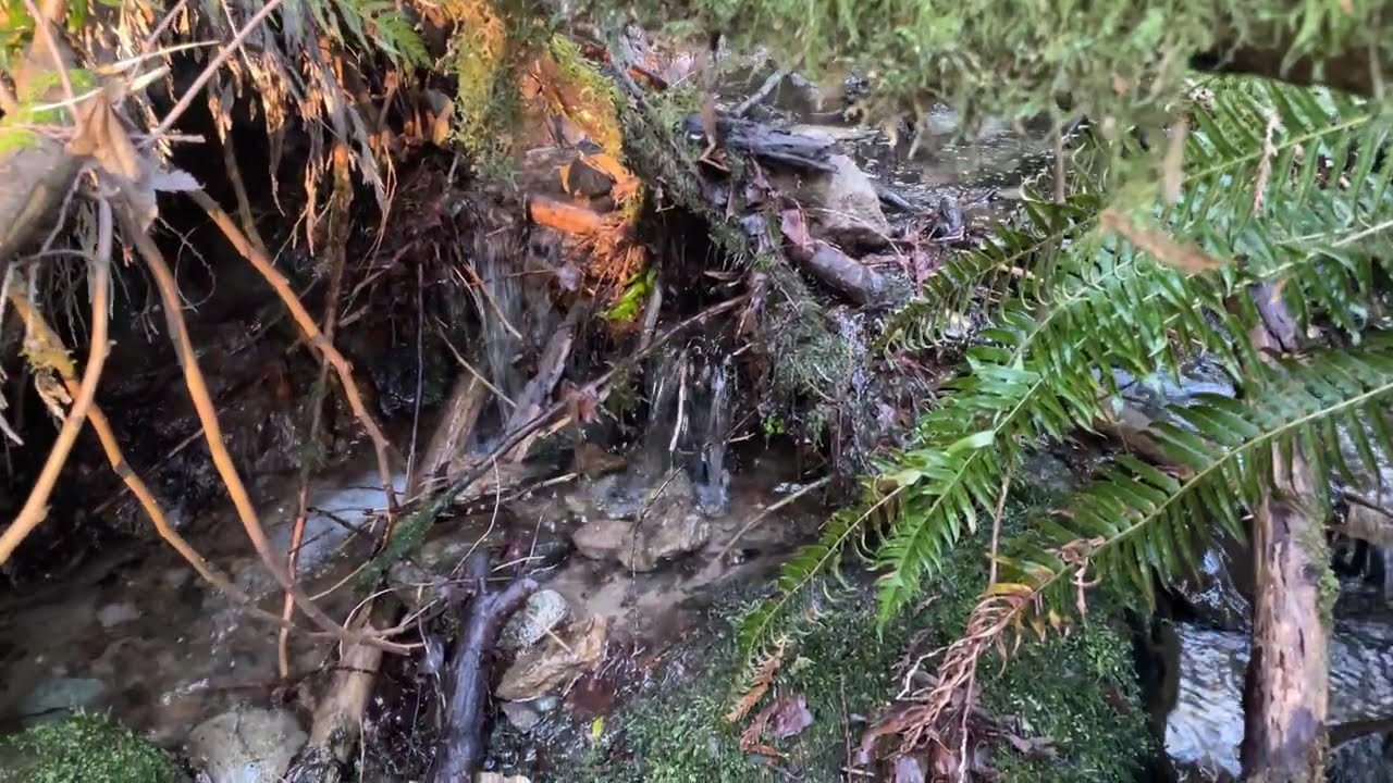 10 Minutes of Walking Through a Silent Forest 