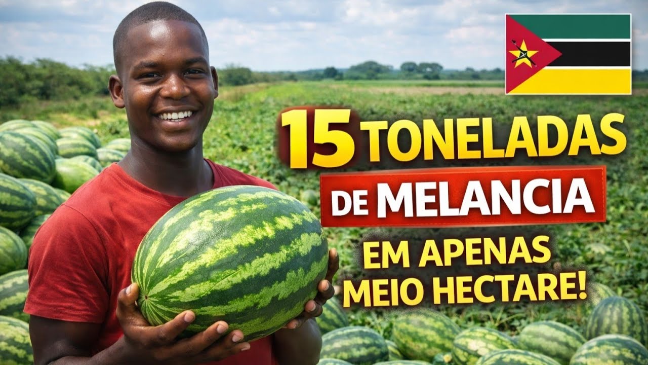 🔥🍉 Melancias Gigantes! Jovens Moçambicanos Surpreendem com Colheita de Sucesso no Campo 🇲🇿🌱