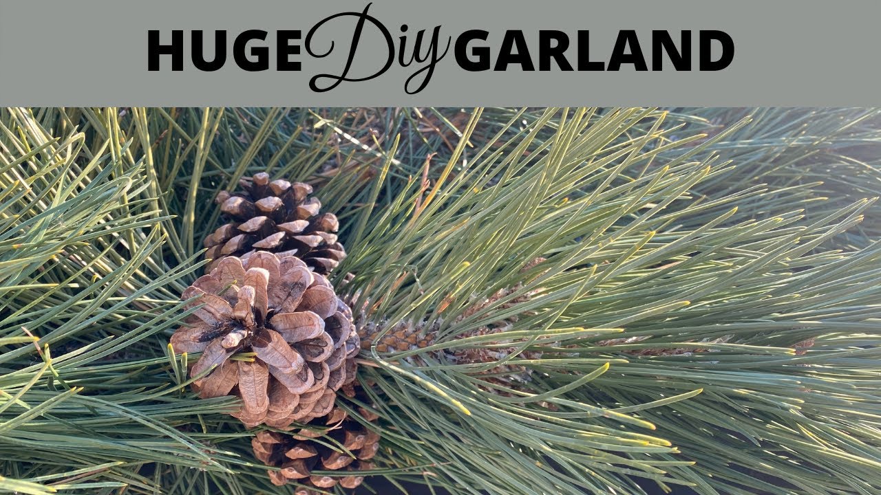 Huge DIY Garland: Ponderosa Pine Garland, All Natural, Very Fresh // TheFlowerFanatic