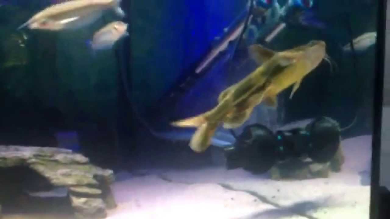 Pangasius larnaudii Black ear shark catfish