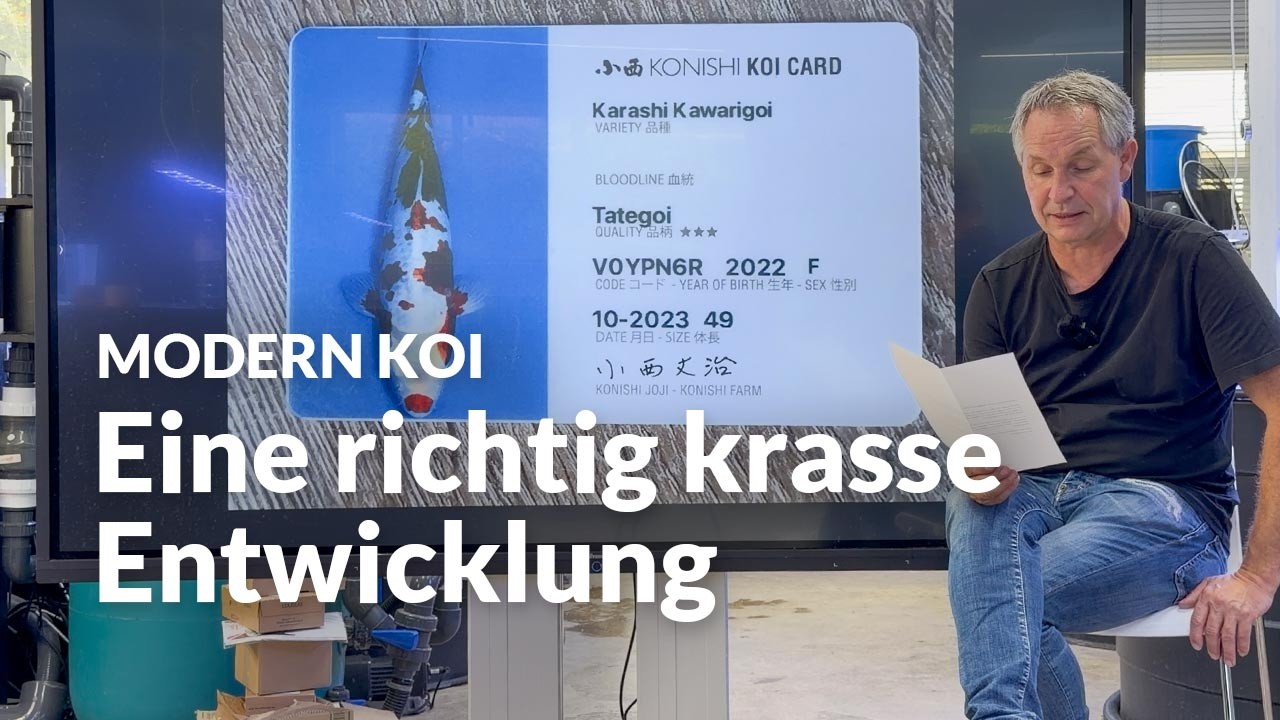 Welche Variet&auml;ten stecken in diesem Kawarigoi ? | Modern Koi Blog #8154
