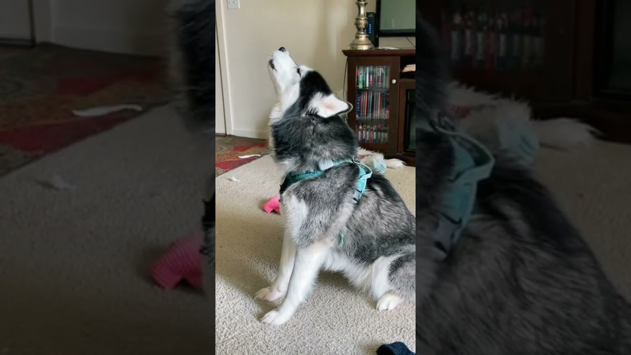 Poznaj cała prawdę na temat husky syberyjskiego