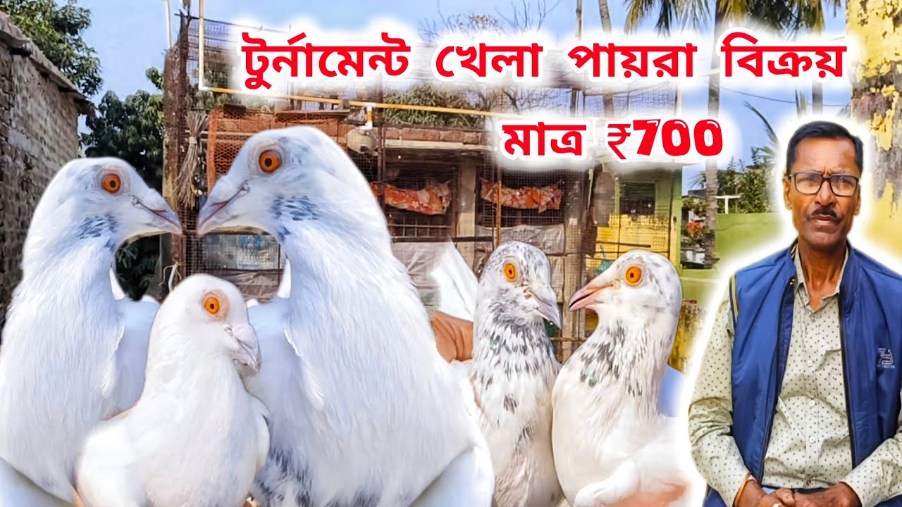 বেলঘরিয়া পায়রা বাজির অভিজ্ঞ ব্যক্তি উৎপল দা।TOURNAMENT QUALITY MADRAS LOFTS।@pigeonsloverrj9600 