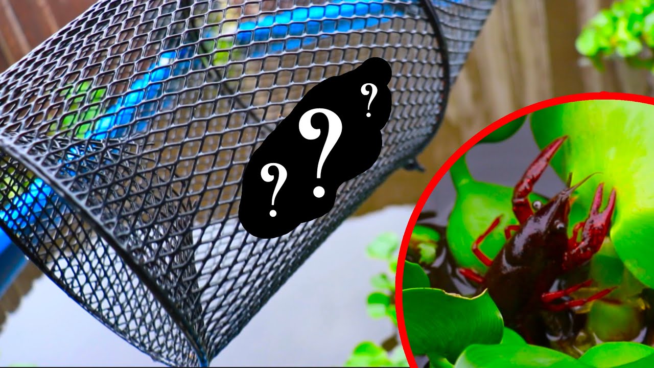 What is the Best CRAWFISH BAIT?